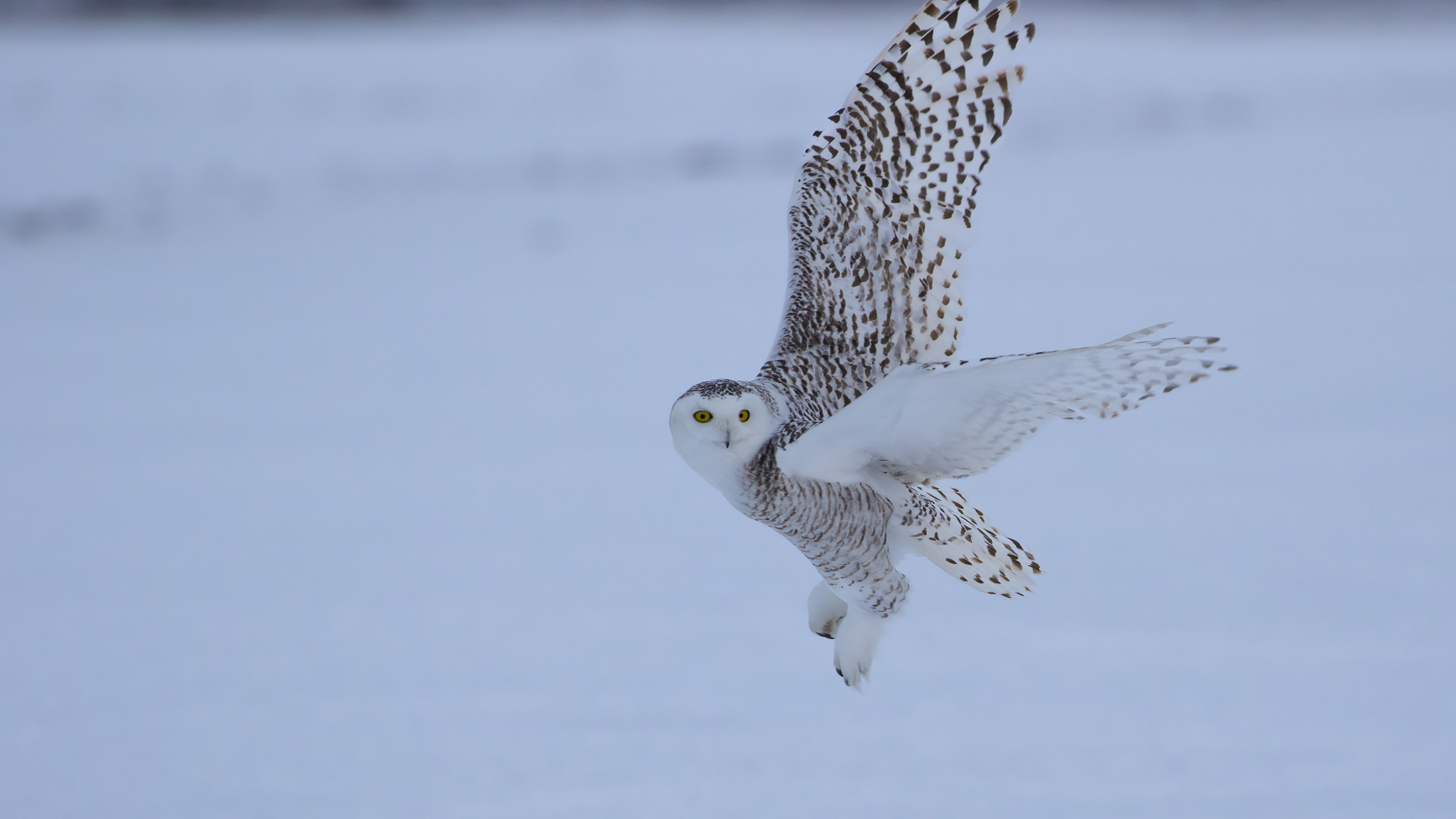 Snowy Owl